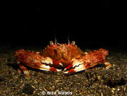 Photographed this little fella whilst on a night dive in ... by Brad Waters 